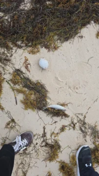 Reportan inexplicable mortandad de peces en playas de Bávaro