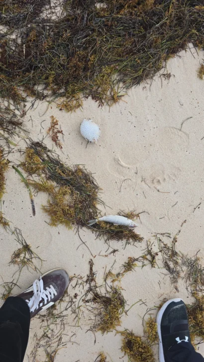 Reportan inexplicable mortandad de peces en playas de Bávaro Reportan inexplicable mortandad de peces en playas de Bávaro