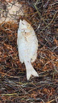 Reportan inexplicable mortandad de peces en playas de Bávaro