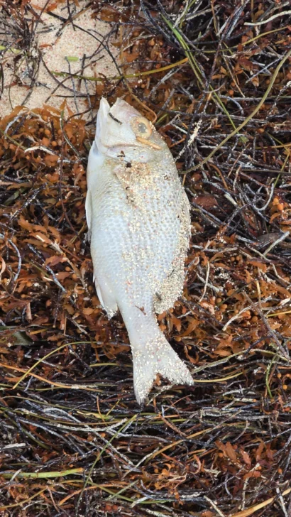 Reportan inexplicable mortandad de peces en playas de Bávaro Reportan inexplicable mortandad de peces en playas de Bávaro