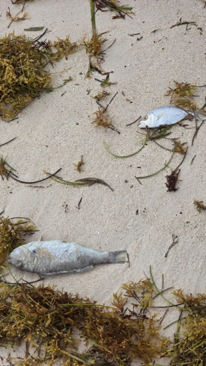 Reportan inexplicable mortandad de peces en playas de Bávaro Reportan inexplicable mortandad de peces en playas de Bávaro
