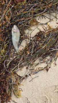Reportan inexplicable mortandad de peces en playas de Bávaro