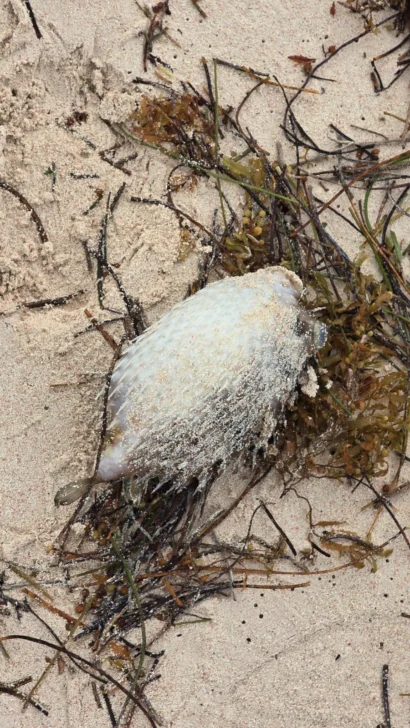 Reportan inexplicable mortandad de peces en playas de Bávaro Reportan inexplicable mortandad de peces en playas de Bávaro