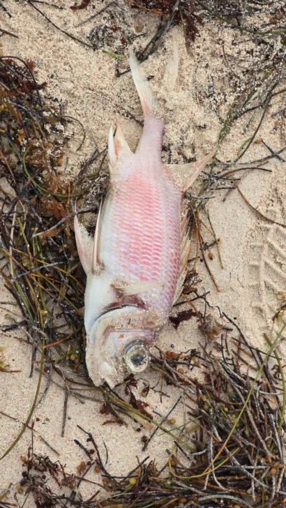 Reportan inexplicable mortandad de peces en playas de Bávaro Reportan inexplicable mortandad de peces en playas de Bávaro