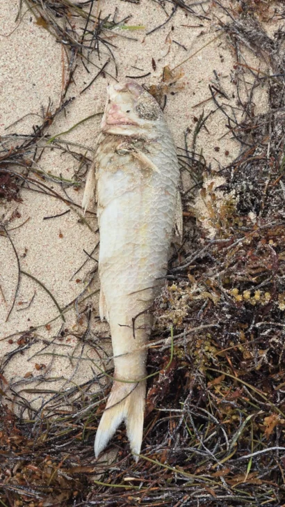 Reportan inexplicable mortandad de peces en playas de Bávaro Reportan inexplicable mortandad de peces en playas de Bávaro