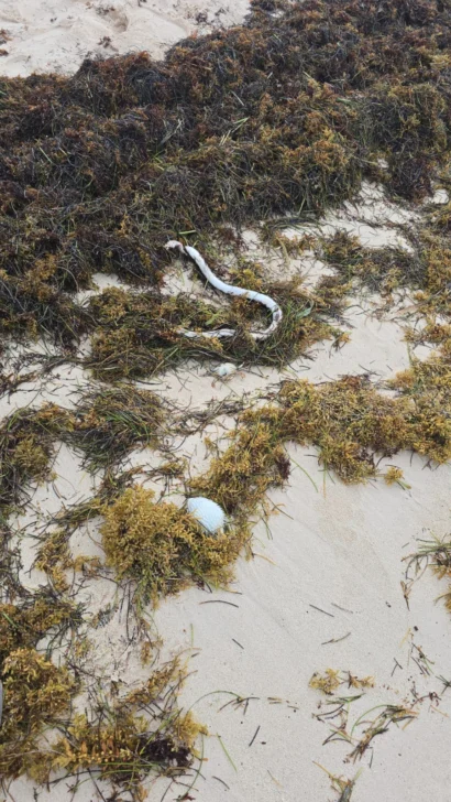 Reportan inexplicable mortandad de peces en playas de Bávaro Reportan inexplicable mortandad de peces en playas de Bávaro
