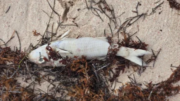 Reportan inexplicable mortandad de peces en playas de Bávaro
