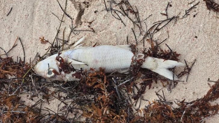 Reportan inexplicable mortandad de peces en playas de Bávaro Reportan inexplicable mortandad de peces en playas de Bávaro