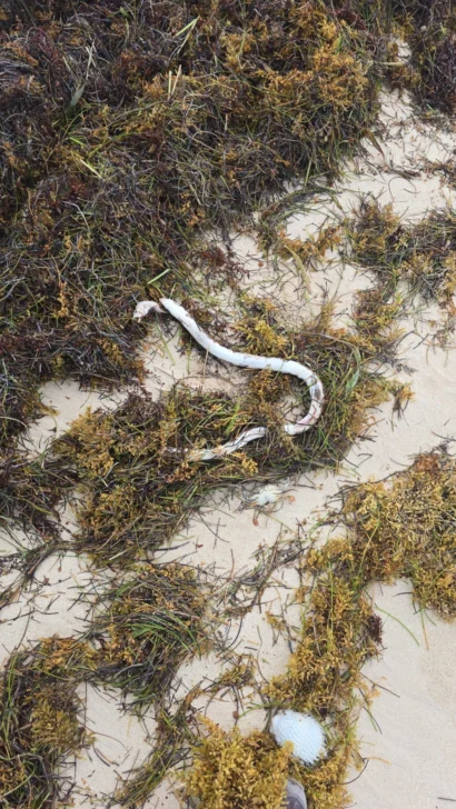 Reportan inexplicable mortandad de peces en playas de Bávaro Reportan inexplicable mortandad de peces en playas de Bávaro