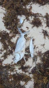 Reportan inexplicable mortandad de peces en playas de Bávaro