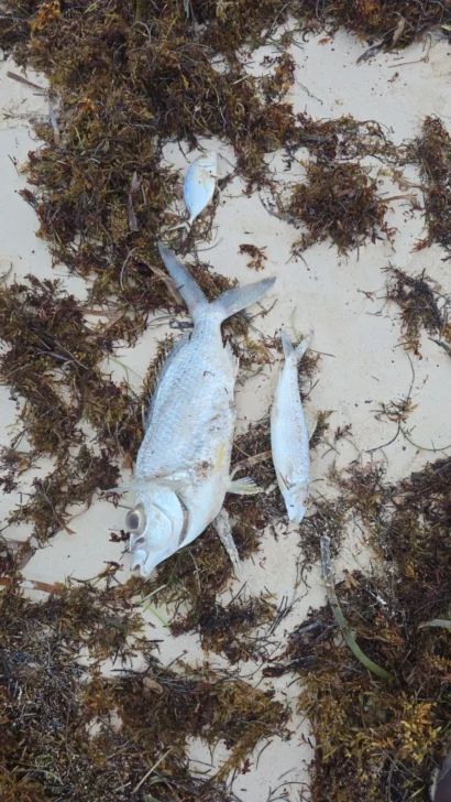 Reportan inexplicable mortandad de peces en playas de Bávaro Reportan inexplicable mortandad de peces en playas de Bávaro