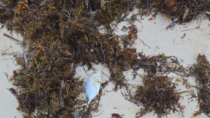 Reportan inexplicable mortandad de peces en playas de Bávaro