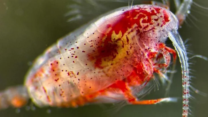 Los diminutos y poco apreciados animales que están ayudando a reducir el calentamiento global
