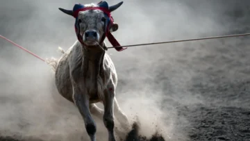EEUU impide el ingreso de ganado mexicano por la plaga del gusano barrenador