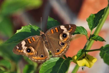 Qué son los 'gritos imperceptibles' de las plantas a los que reaccionan los insectos y algunos mamíferos