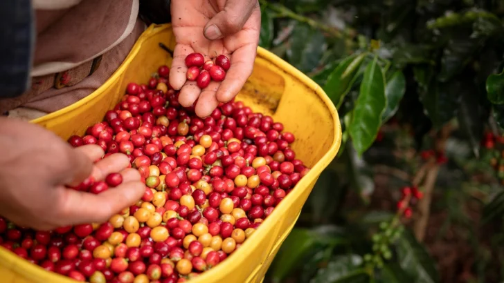 El café colombiano, entre la incertidumbre arancelaria y el irremplazable mercado de EEUU