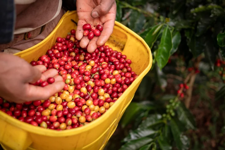 El café colombiano, entre la incertidumbre arancelaria y el irremplazable mercado de EEUU