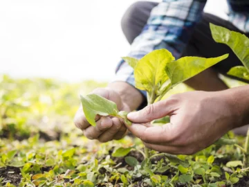 La OCDE y la FAO urgen a reducir el impacto ambiental de la creciente producción agrícola