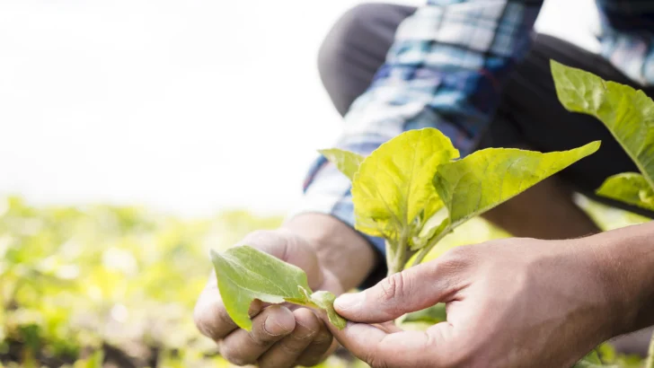 La OCDE y la FAO urgen a reducir el impacto ambiental de la creciente producción agrícola