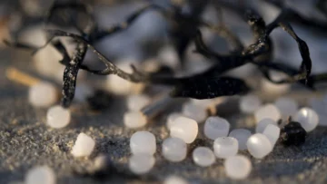 Las lágrimas de las sirenas: cómo diminutas bolitas de plástico están inundando el medio ambiente
