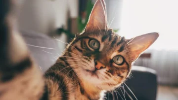 Por qué los gatos -y no los ratones- 'son el modelo perfecto' para estudiar la demencia en los humanos