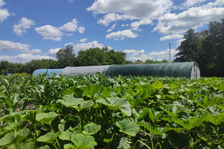 La agricultura es un salvavidas para ucranianos en zonas devastadas por la ocupación rusa
