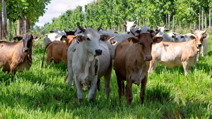 Las 'supervacas' que convirtieron a Brasil en el mayor exportador de carne en el mundo