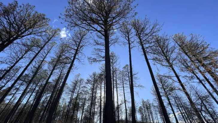 ¿Cómo vuelven a crecer los bosques tras ser destruidos por las llamas?