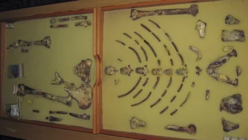Lucy, la “tía” de la humanidad, expuesta excepcionalmente en Praga