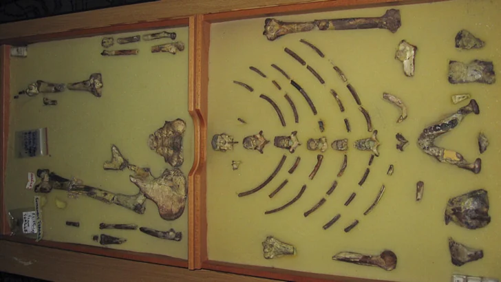 Lucy, la “tía” de la humanidad, expuesta excepcionalmente en Praga