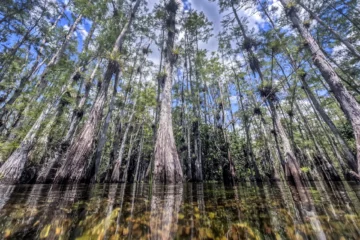Incendios activos en los Everglades crecen casi diez veces en tamaño en el sur de Florida