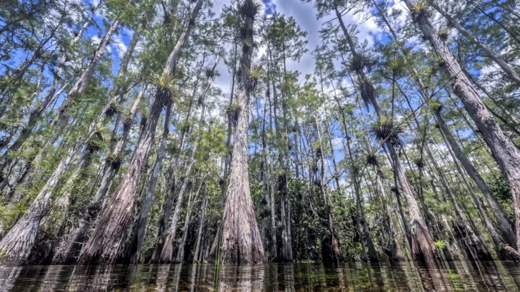 Incendios activos en los Everglades crecen casi diez veces en tamaño en el sur de Florida
