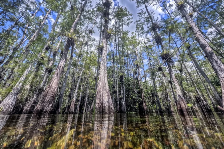 Incendios activos en los Everglades crecen casi diez veces en tamaño en el sur de Florida