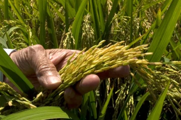  Plantaciones de arroz.Foto:Cesar de la Cruz.