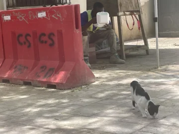 A precio de vaca muerta