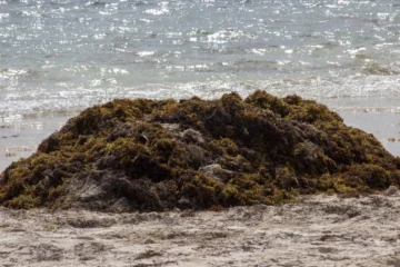  Sargazo en estado de descomposición. Punta Cana, La Altagracia, República Dominicana. Foto ©: Osmil Crooke ACENTO