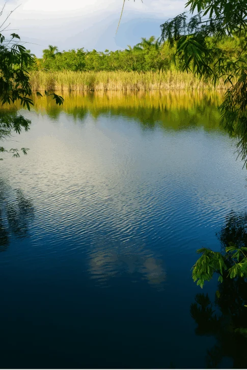 Organización ambiental denuncia destrucción de humedales declarados refugio de vida silvestre Organización ambiental denuncia destrucción de humedales declarados refugio de vida silvestre