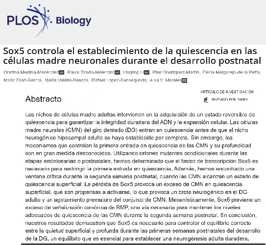 Descubren gen clave que controla desarrollo de células implicadas en la memoria y el aprendizaje