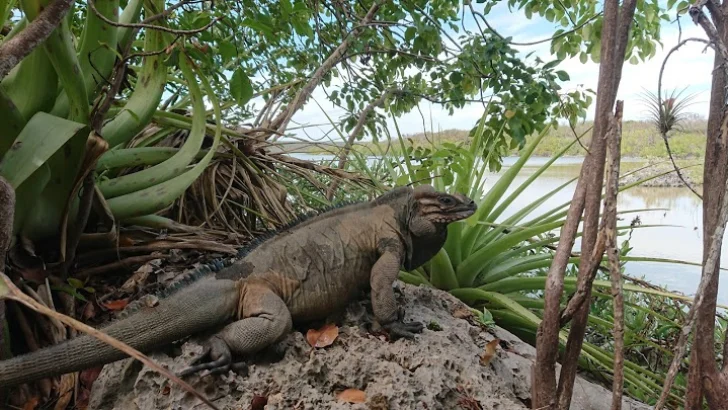 Medio Ambiente y Grupo Jaragua acuerdan fortalecer la gestión de los parques Sierra de Bahoruco y Jaragua Medio Ambiente y Grupo Jaragua acuerdan fortalecer la gestión de los parques Sierra de Bahoruco y Jaragua