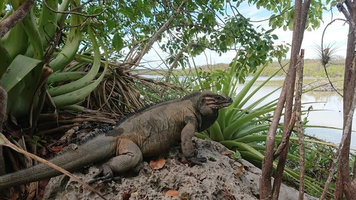 Medio Ambiente y Grupo Jaragua acuerdan fortalecer la gestión de los parques Sierra de Bahoruco y Jaragua