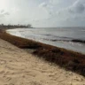 Sargazo, una invasión natural que amenaza el medioambiente y la salud en RD