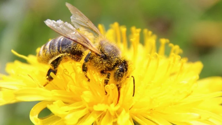 China crea la primera abeja teledirigida, que puede utilizarse para espionaje y vigilancia