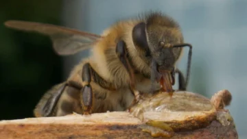 El superalimento creado por científicos de Oxford que busca salvar a las abejas de su desaparición