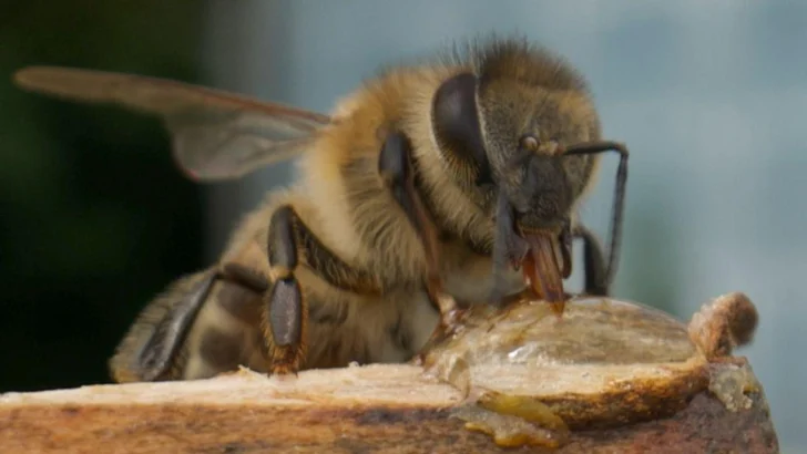 El superalimento creado por científicos de Oxford que busca salvar a las abejas de su desaparición