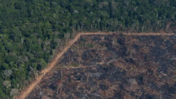 Brasil: a menos de 100 días de la COP30 se activa la Ley de la Devastación impulsada por el agro