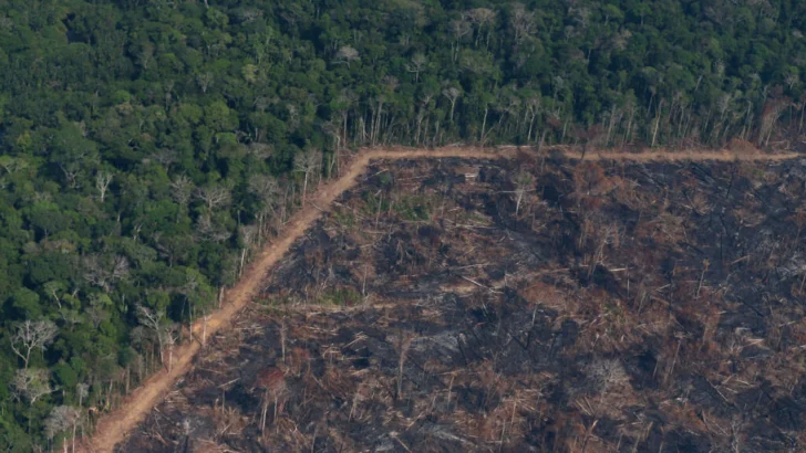 Brasil: a menos de 100 días de la COP30 se activa la Ley de la Devastación impulsada por el agro