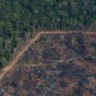 Brasil: a menos de 100 días de la COP30 se activa la Ley de la Devastación impulsada por el agro