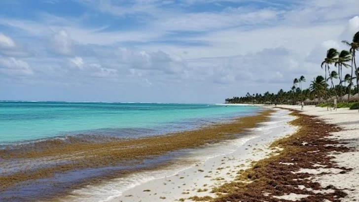México habilita el primer Centro de Monitoreo Ambiental y de Sargazo del Caribe