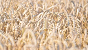 Despreciado por Argelia y China, el trigo francés ya no encuentra compradores para la exportación Despreciado por Argelia y China, el trigo francés ya no encuentra compradores para la exportación