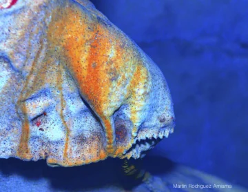  Piranha imaginaria